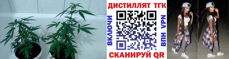 ТГК THC oil  Славск 